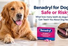 how many teeth do dogs have