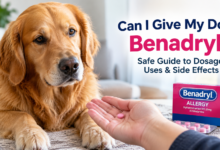 can i give my dog benadryl