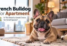 french bulldog for apartment