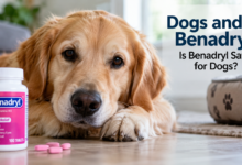 Dogs and Benadryl