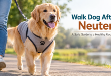 walk dog after neuter