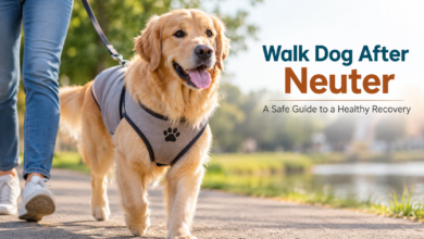 walk dog after neuter