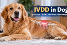 IVDD